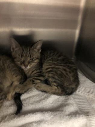 Cass, Adoptable, Kitten Female Domestic Short Hair & Domestic Short Hair.