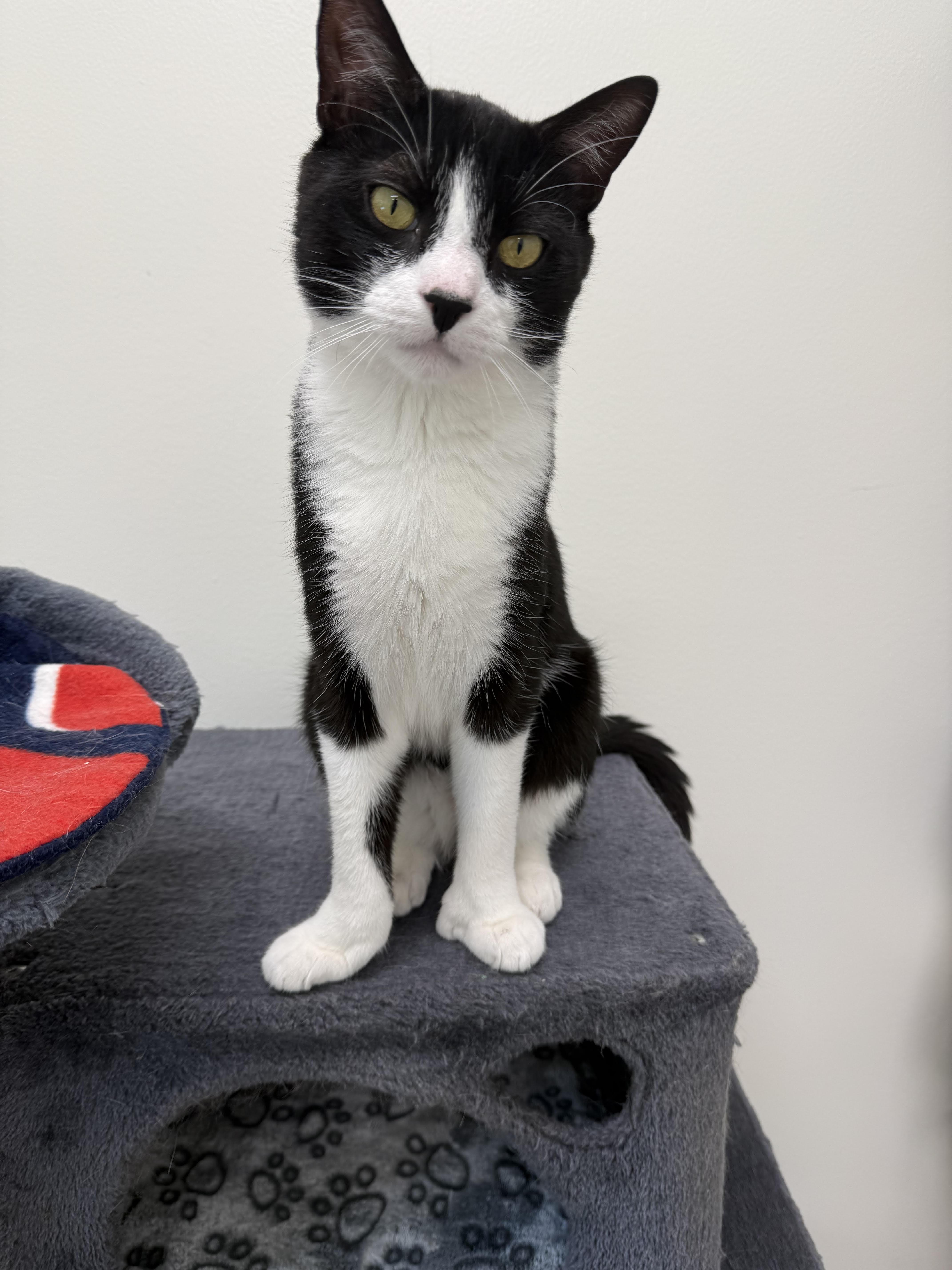 Enlarge Mr. Butters & Sylvester, a Adoptable Domestic Short Hair in Cherryfield, ME image 4/4