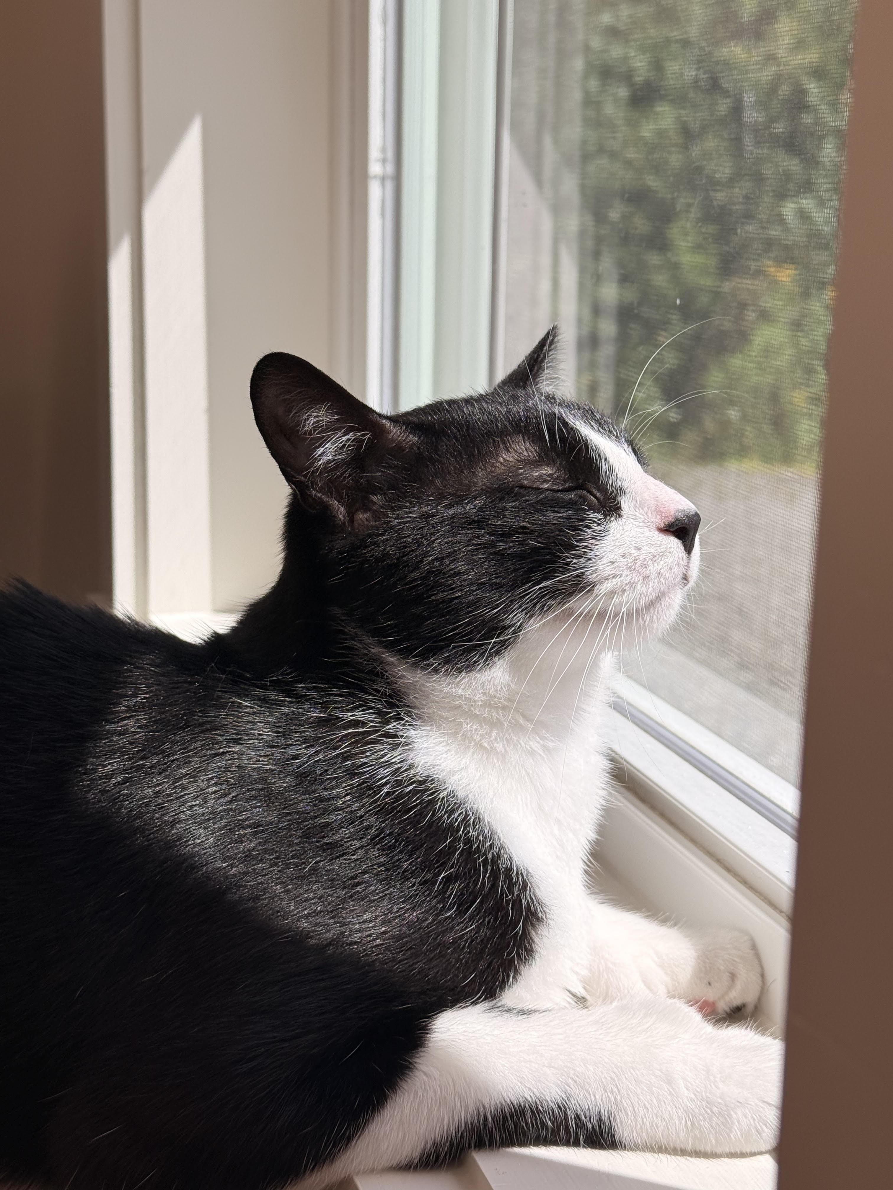 Enlarge Mr. Butters & Sylvester, a Adoptable Domestic Short Hair in Cherryfield, ME image 3/4
