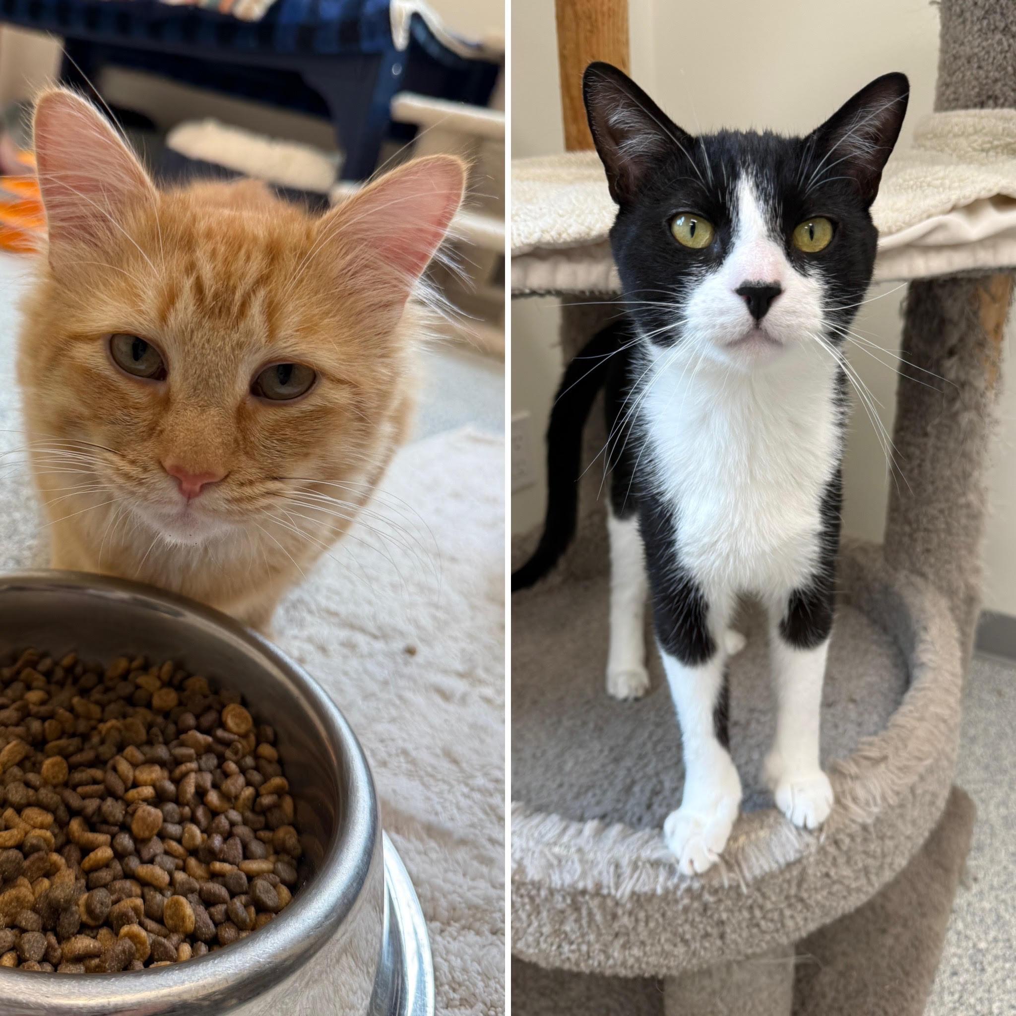 Mr. Butters & Sylvester, Adoptable, Young Male Domestic Short Hair.