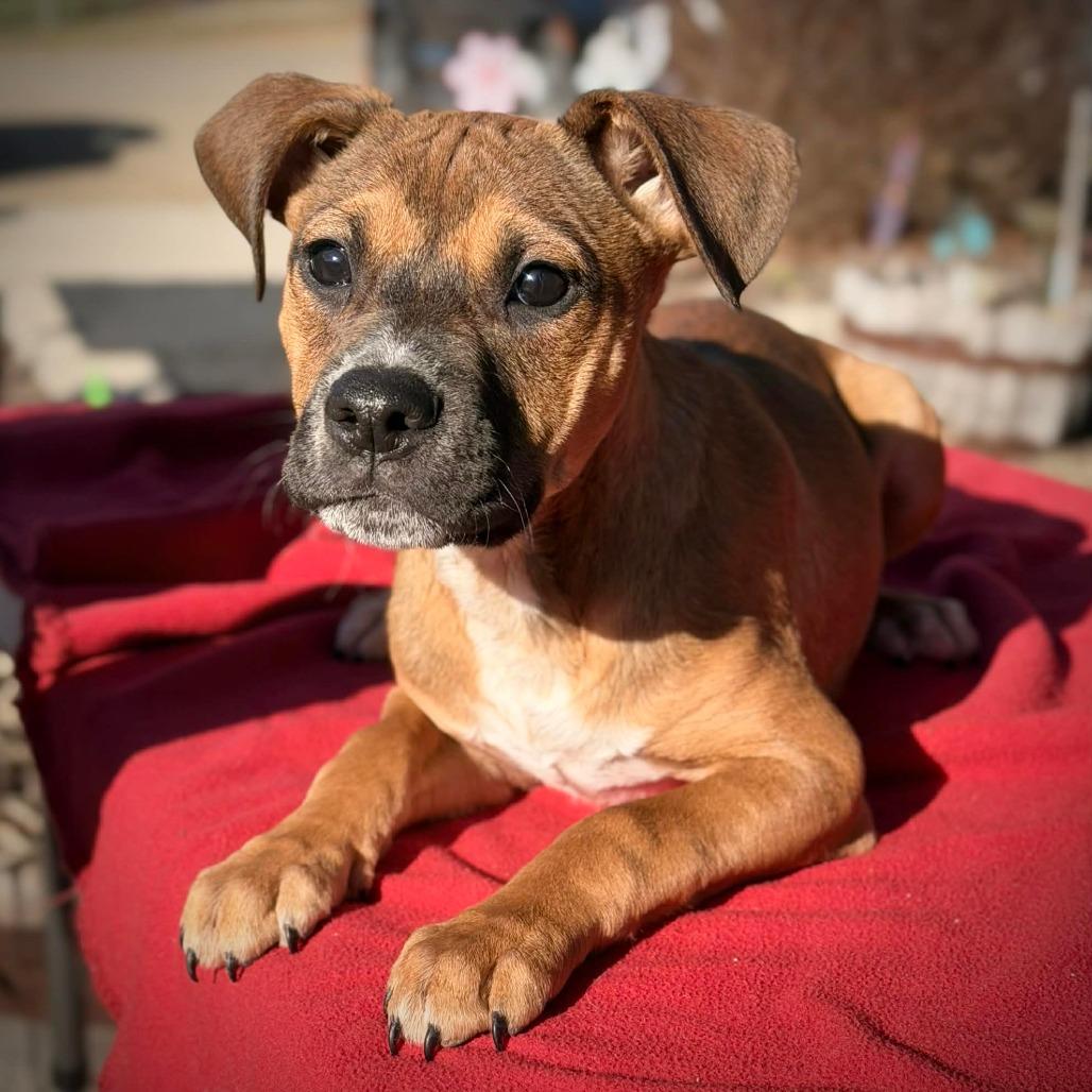 Enlarge CT Primrose avail Apr 18, a Adoptable mixed breed in Stormville, NY image 3/6