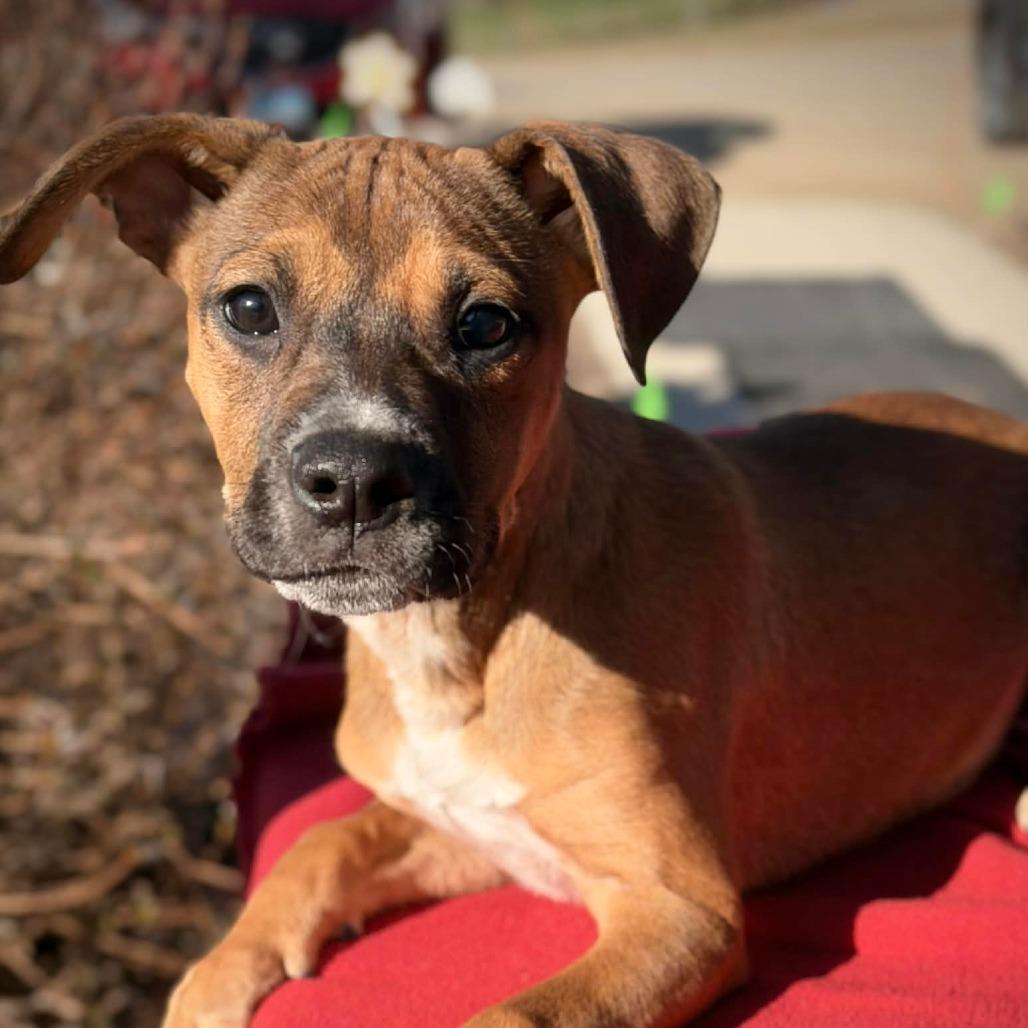 Enlarge CT Primrose avail Apr 18, a Adoptable mixed breed in Stormville, NY image 4/6