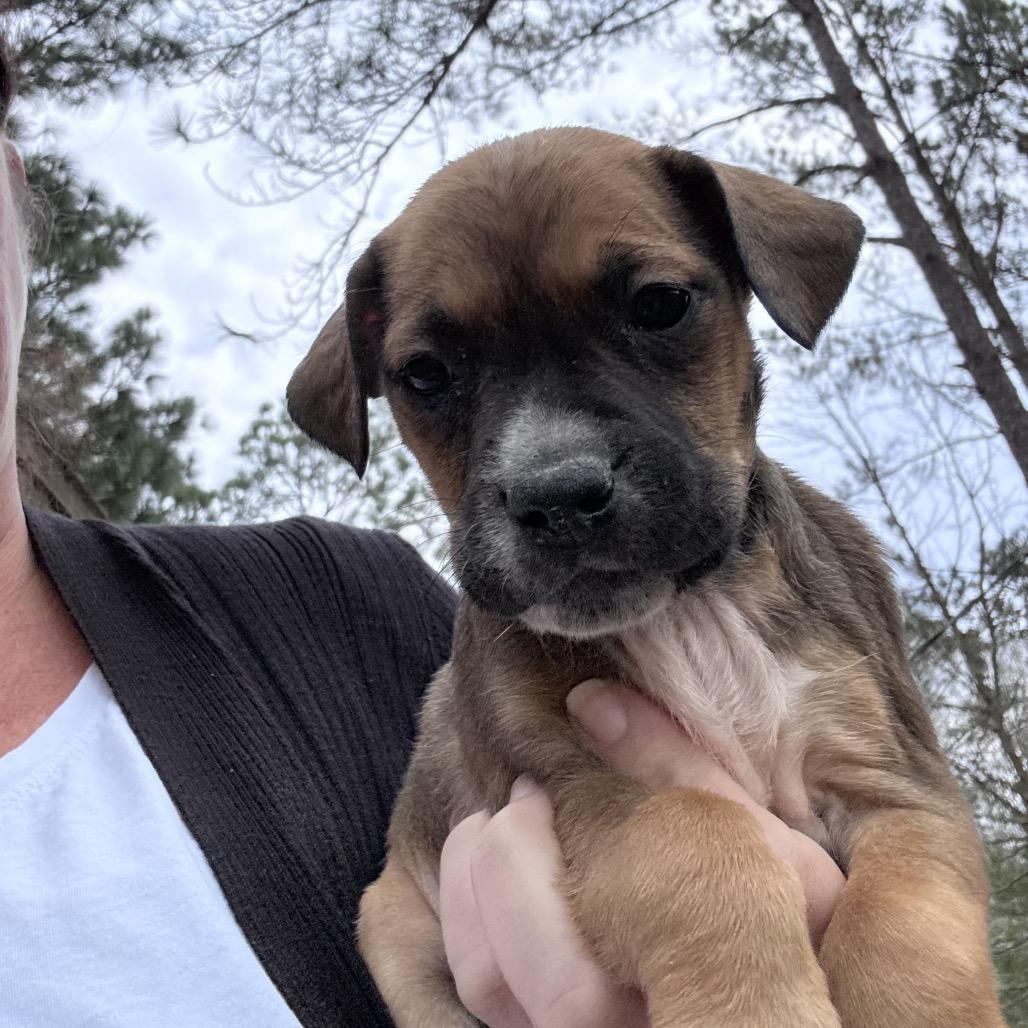 Enlarge CT Primrose avail Apr 18, a Adoptable mixed breed in Stormville, NY image 5/6