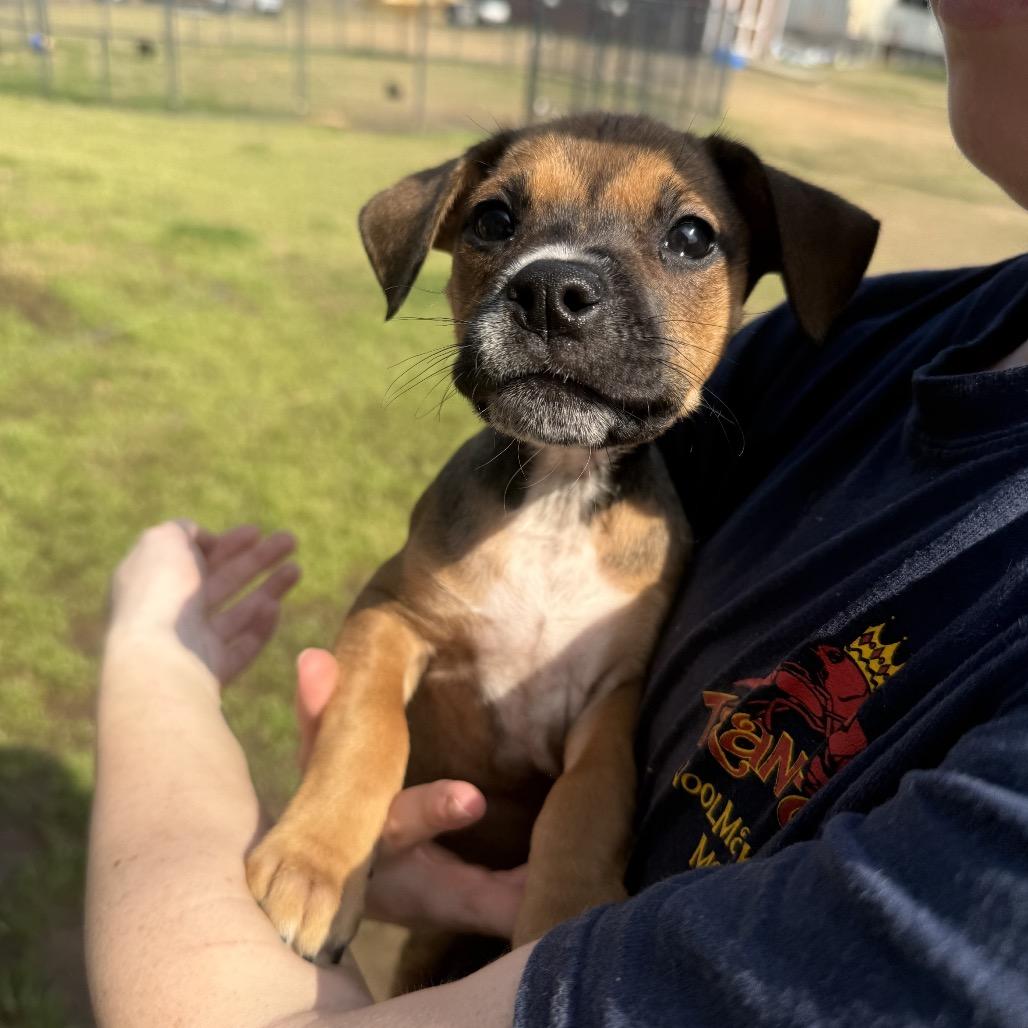 Enlarge CT Primrose avail Apr 18, a Adoptable mixed breed in Stormville, NY image 6/6