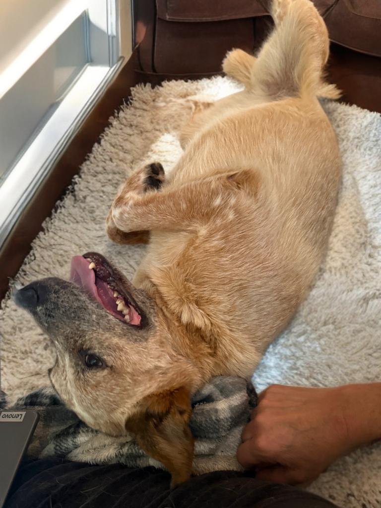 Enlarge Sandy, a Adoptable mixed breed in Grove city, OH image 6/6