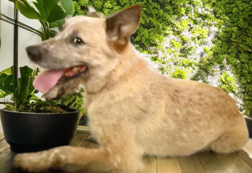 Enlarge Sandy, a Adoptable mixed breed in Grove city, OH image 4/6