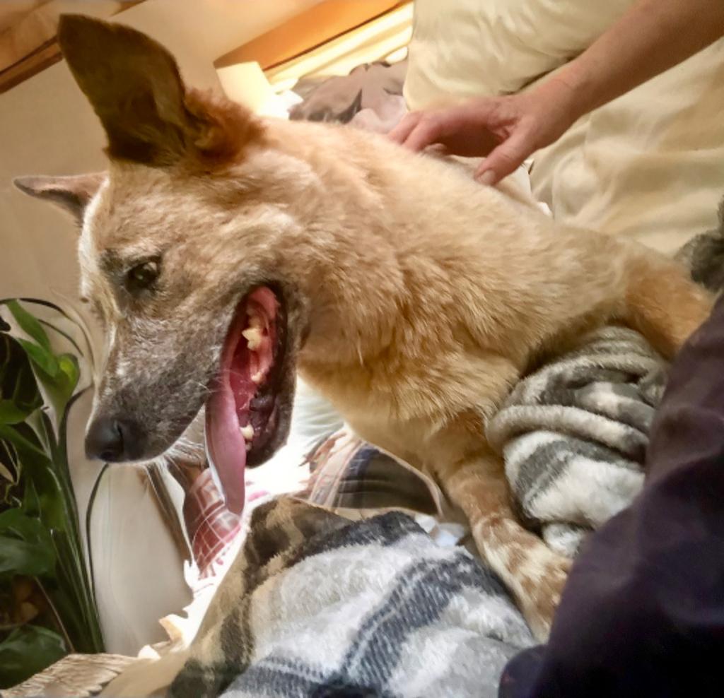 Enlarge Sandy, a Adoptable mixed breed in Grove city, OH image 3/6