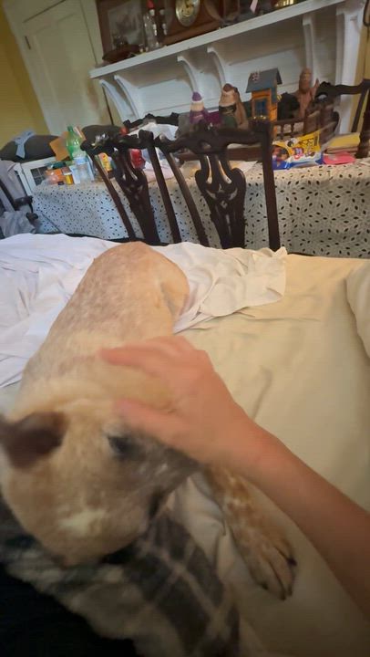 Enlarge Sandy, a Adoptable mixed breed in Grove city, OH video 5/6