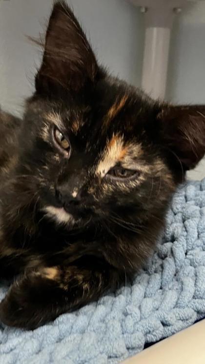 Maple, Adoptable, Kitten Female Domestic Short Hair & Domestic Short Hair.