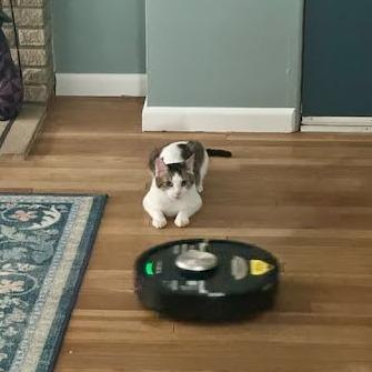 Enlarge Captain Hookie, a Adoptable Domestic Short Hair in Edwardsville, IL image 1/6