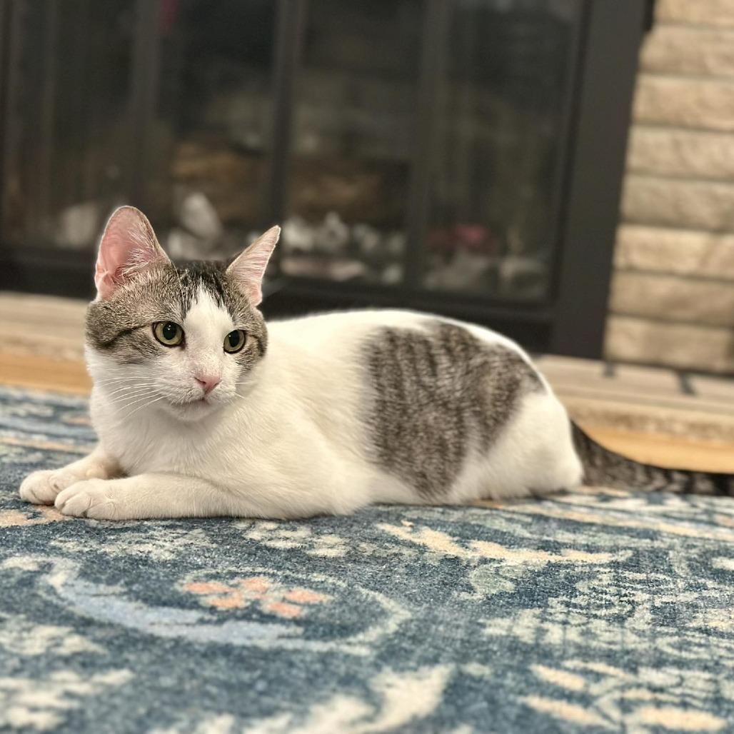 Enlarge Captain Hookie, a Adoptable Domestic Short Hair in Edwardsville, IL image 2/6