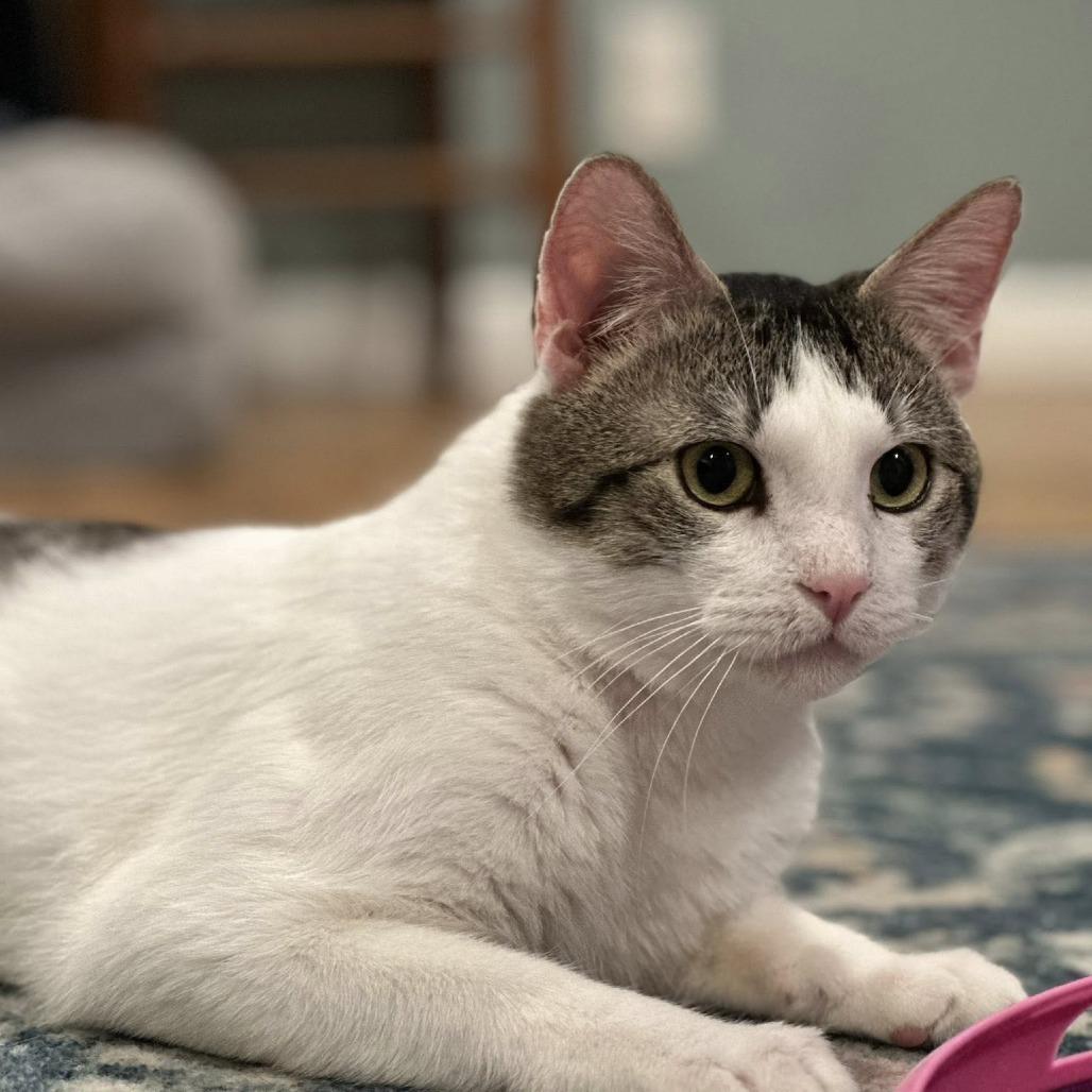 Enlarge Captain Hookie, a Adoptable Domestic Short Hair in Edwardsville, IL image 3/6