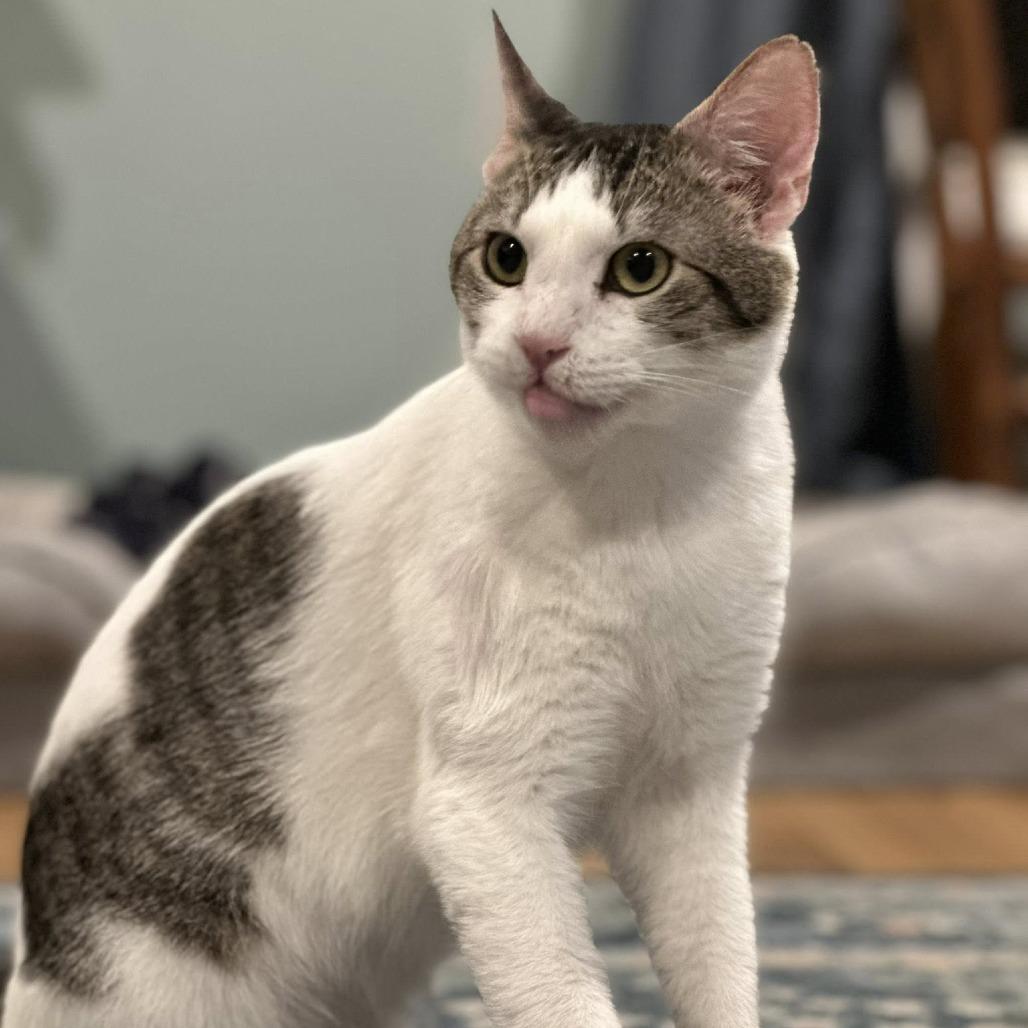 Enlarge Captain Hookie, a Adoptable Domestic Short Hair in Edwardsville, IL image 4/6