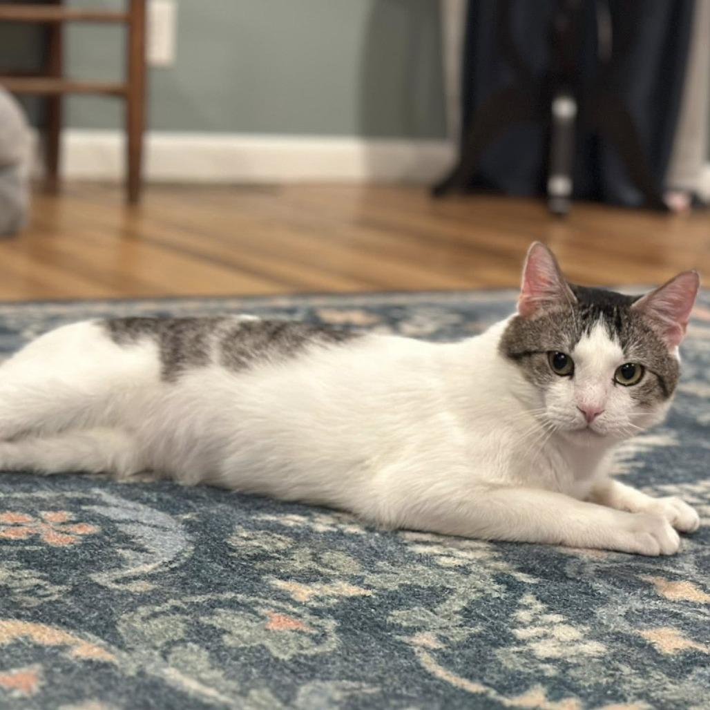 Enlarge Captain Hookie, a Adoptable Domestic Short Hair in Edwardsville, IL image 5/6