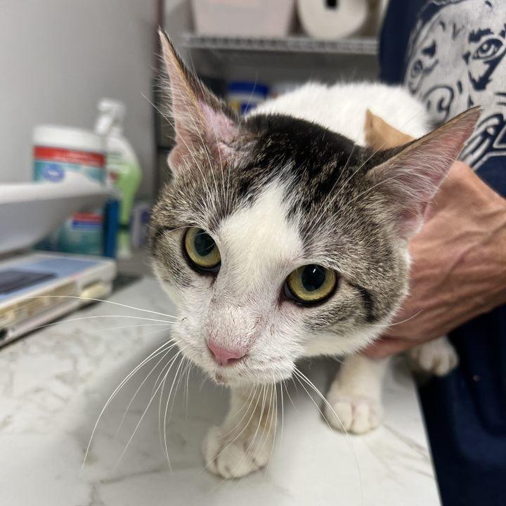 Enlarge Captain Hookie, a Adoptable Domestic Short Hair in Edwardsville, IL image 6/6