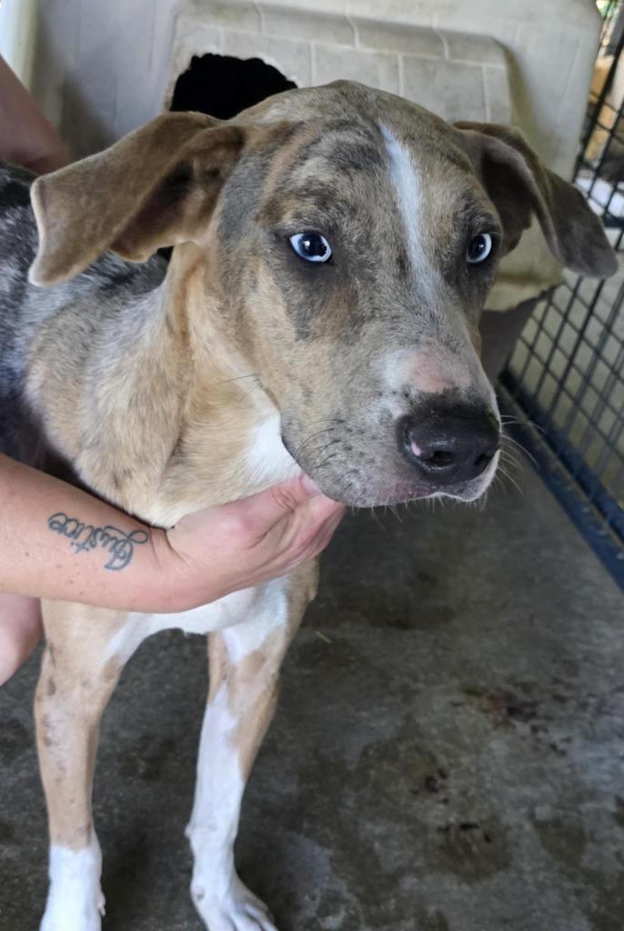Monte, Adoptable, Young Male Catahoula Leopard Dog & Mixed Breed.