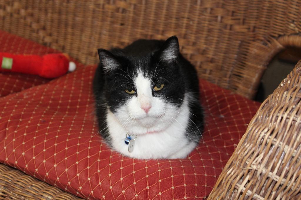 Ziva, Adopted, Adult Female Domestic Short Hair.