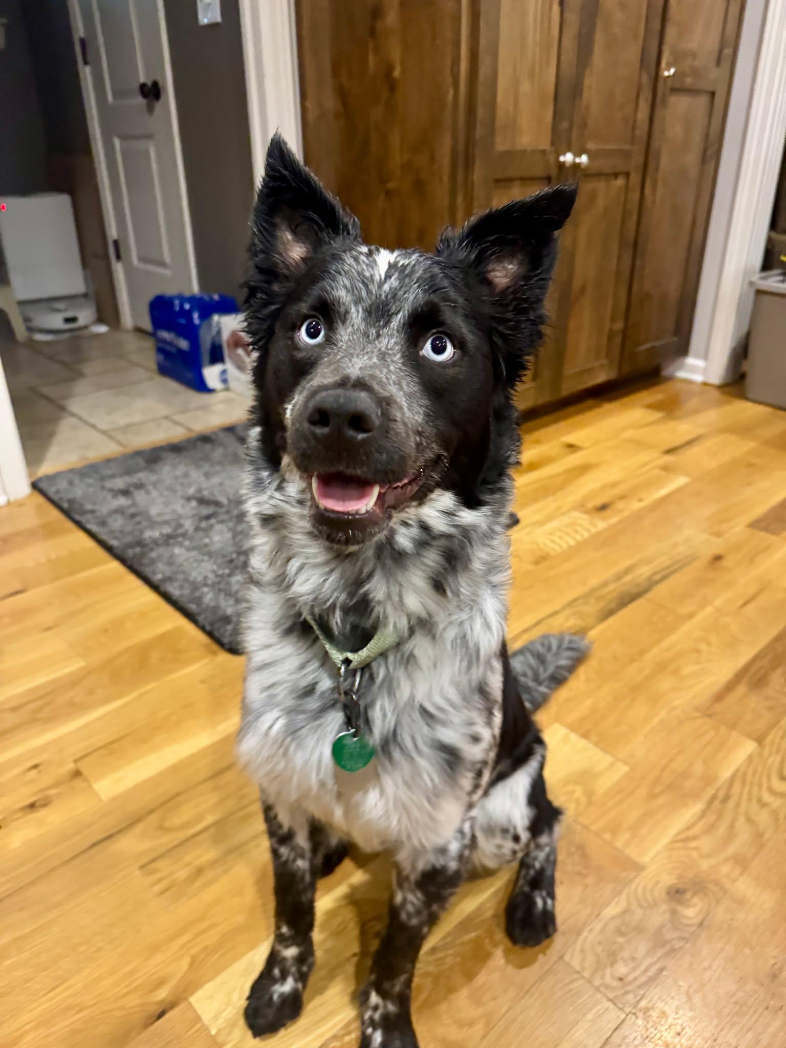 Blue, a Adopted mixed breed in Kansas City, MO image 1/3