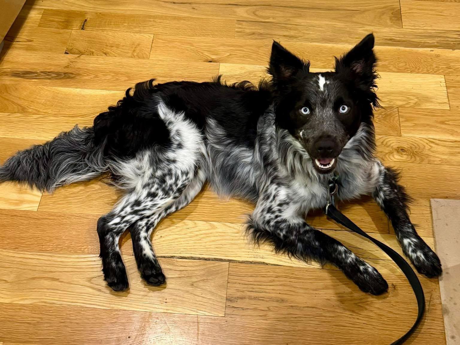 Blue, a Adopted mixed breed in Kansas City, MO image 2/3