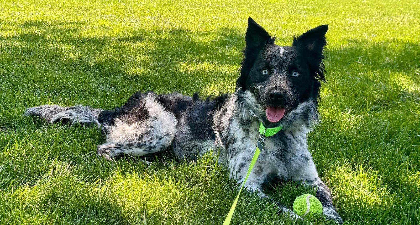 Blue, a Adopted mixed breed in Kansas City, MO image 3/3