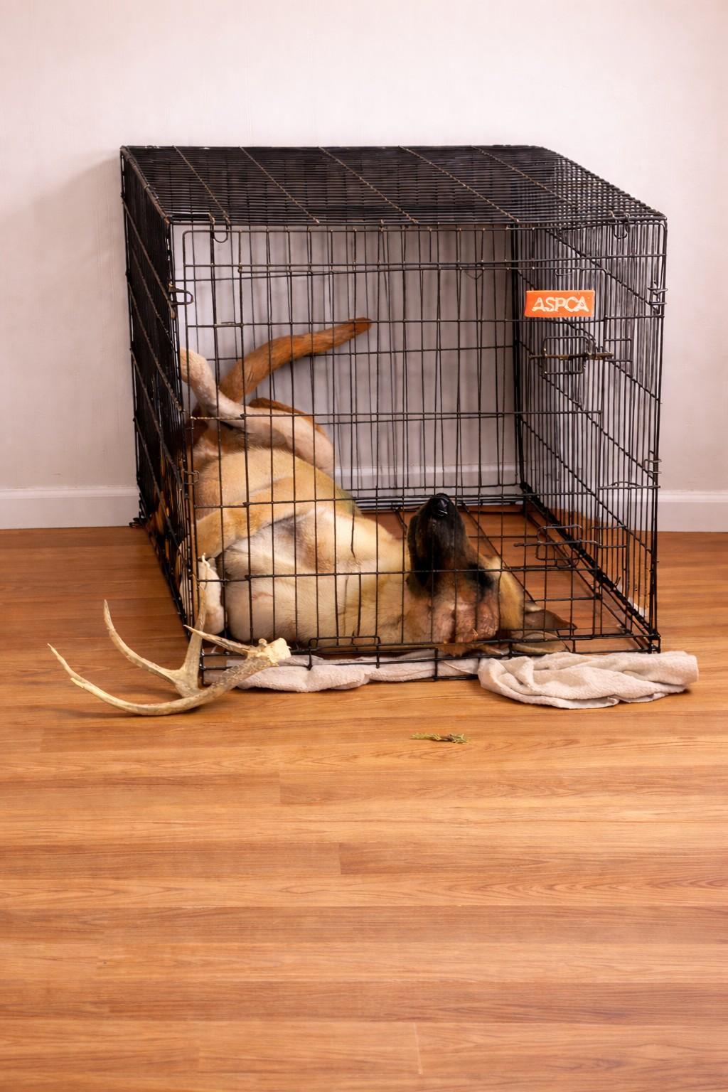 Enlarge Bandit, a Adoptable German Shepherd Dog in Chesterfield, MO image 3/3