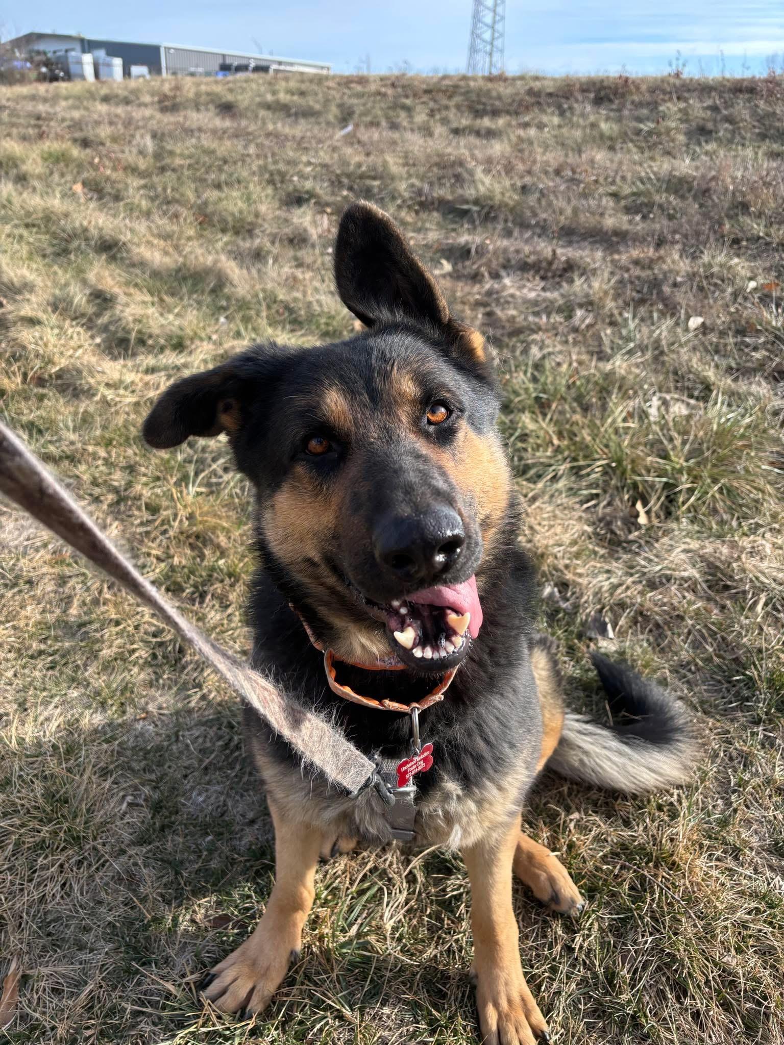 Enlarge Violet, an adopted German Shepherd Dog in Columbia, MO image 1/2