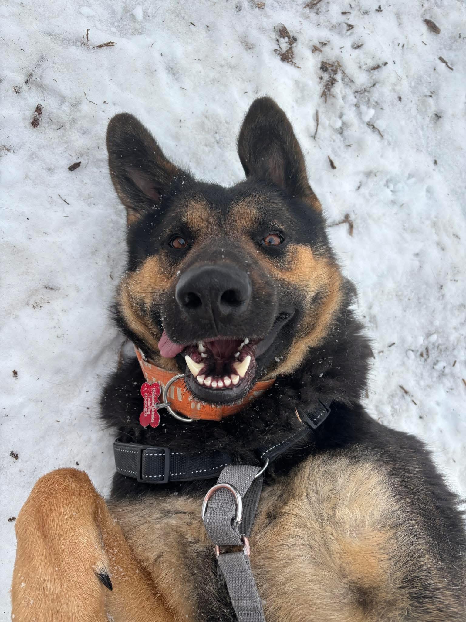 Enlarge Violet, an adopted German Shepherd Dog in Columbia, MO image 2/2