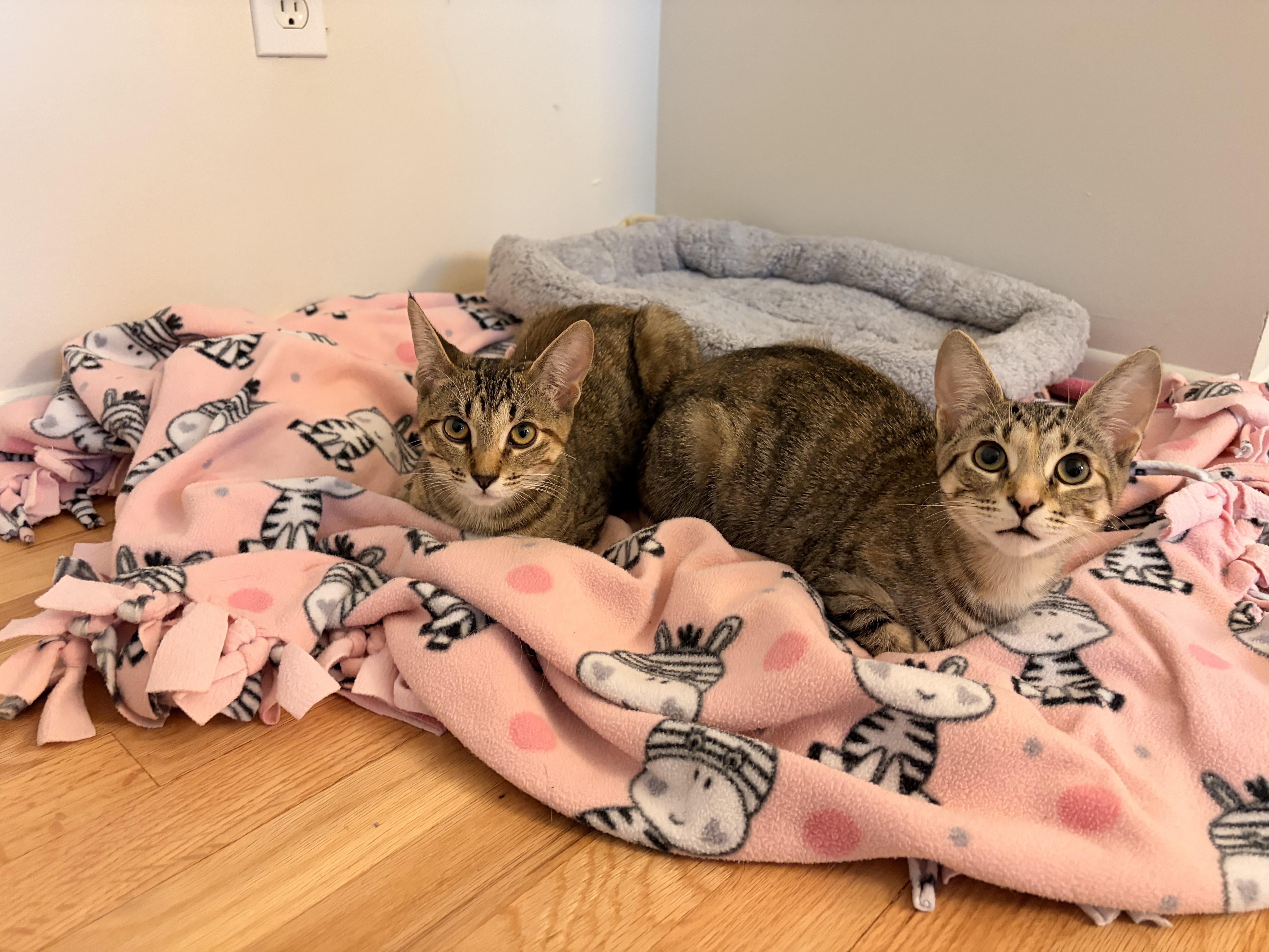 Butter 0425 RL (bonded with Peanut)