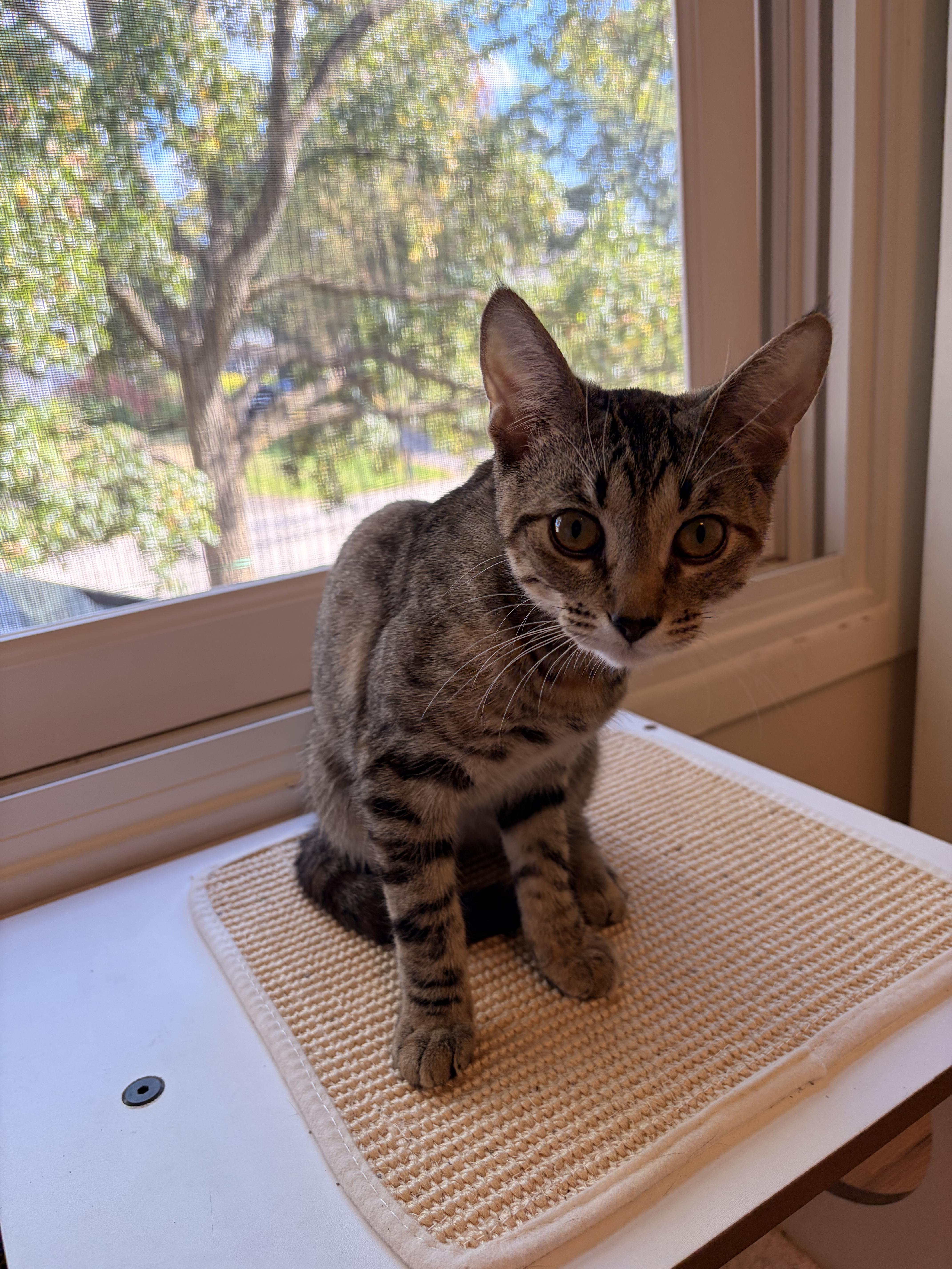 Butter 0425 RL (bonded with Peanut)