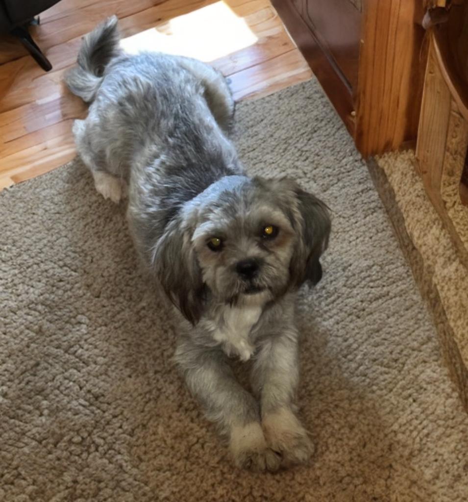 Jordan, adopted, Young Male Shih Tzu.