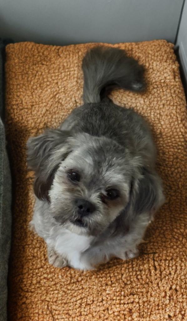 Jordan, an adopted Shih Tzu in San Antonio, TX image 2/4