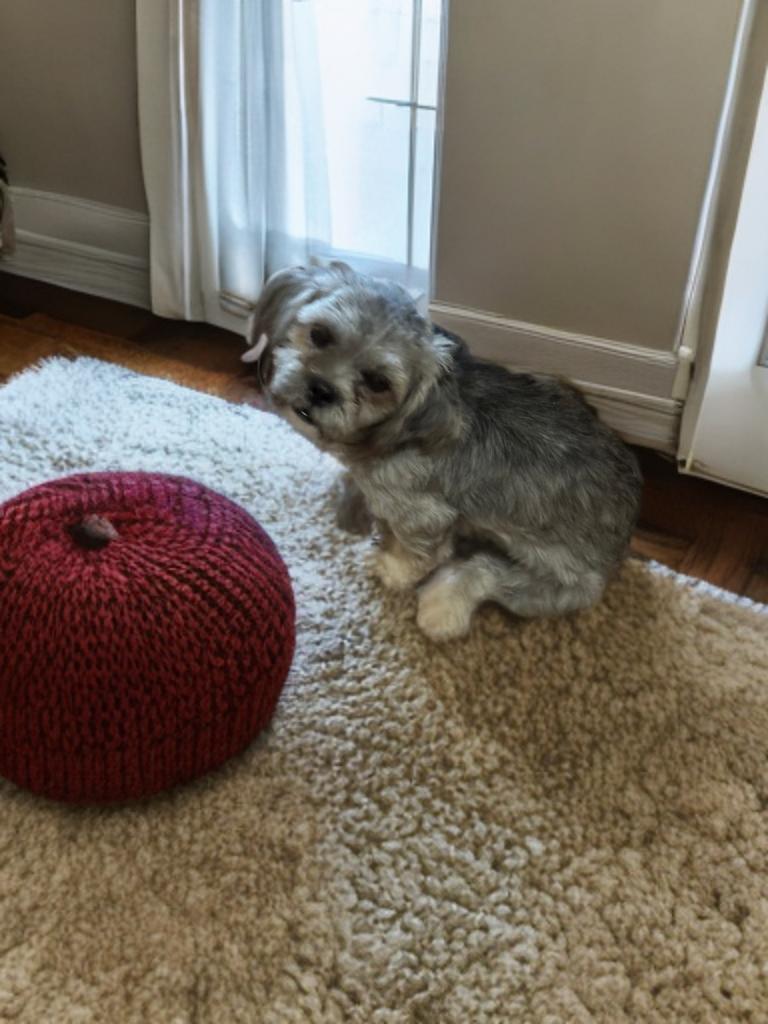 Jordan, an adopted Shih Tzu in San Antonio, TX image 3/4