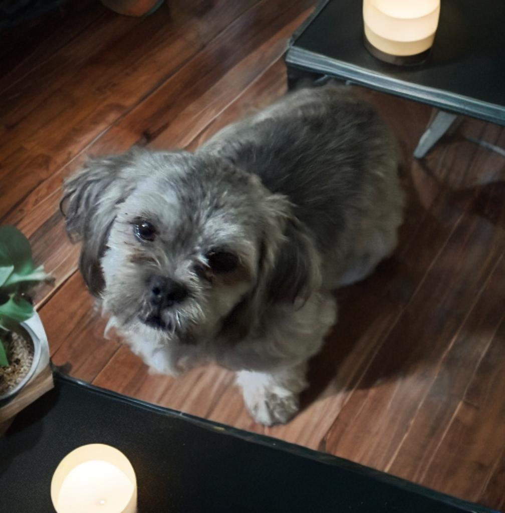 Jordan, an adopted Shih Tzu in San Antonio, TX image 4/4
