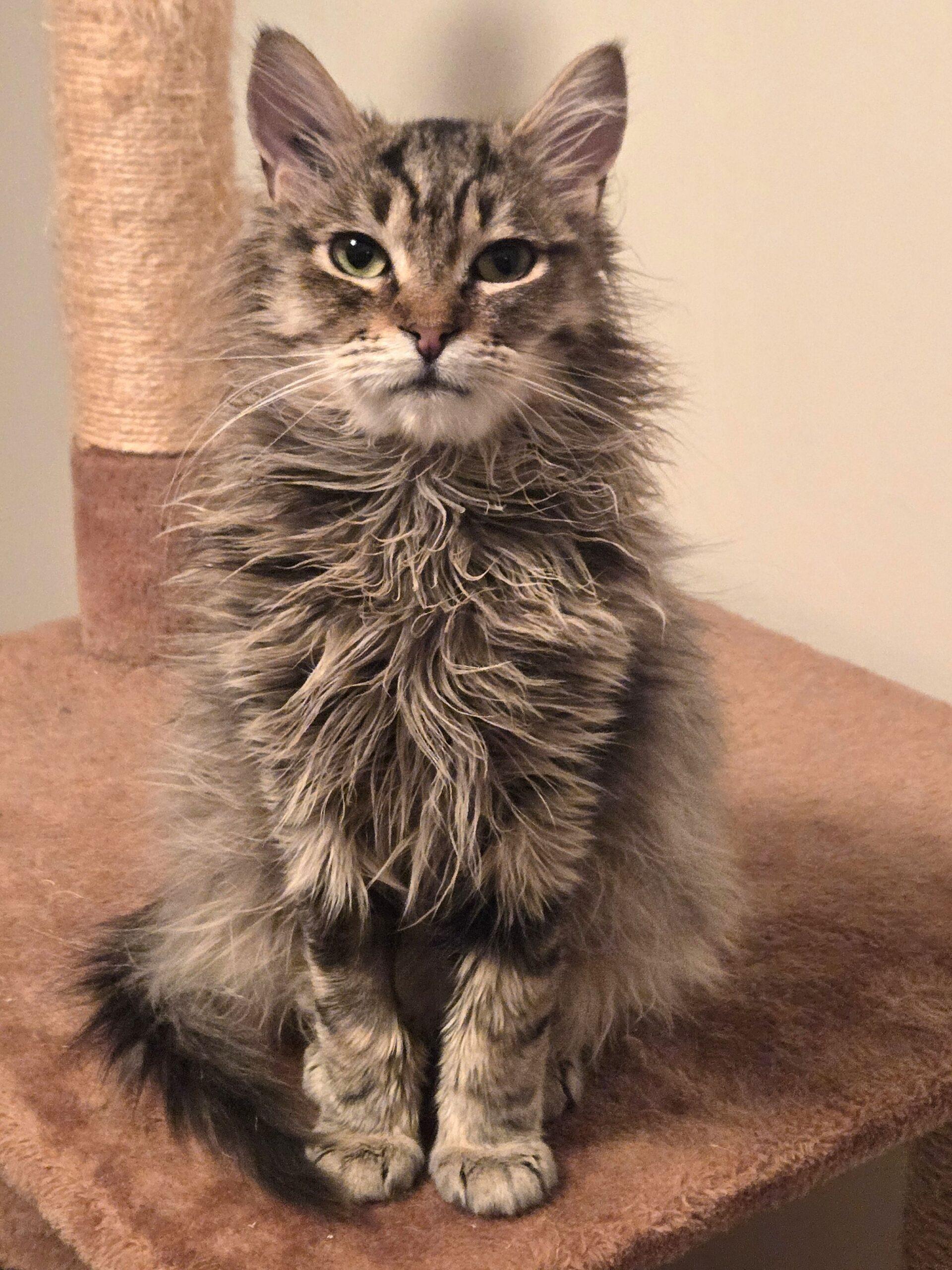 Benjamin, a Adoptable Domestic Medium Hair in Calgary, AB image 1/4