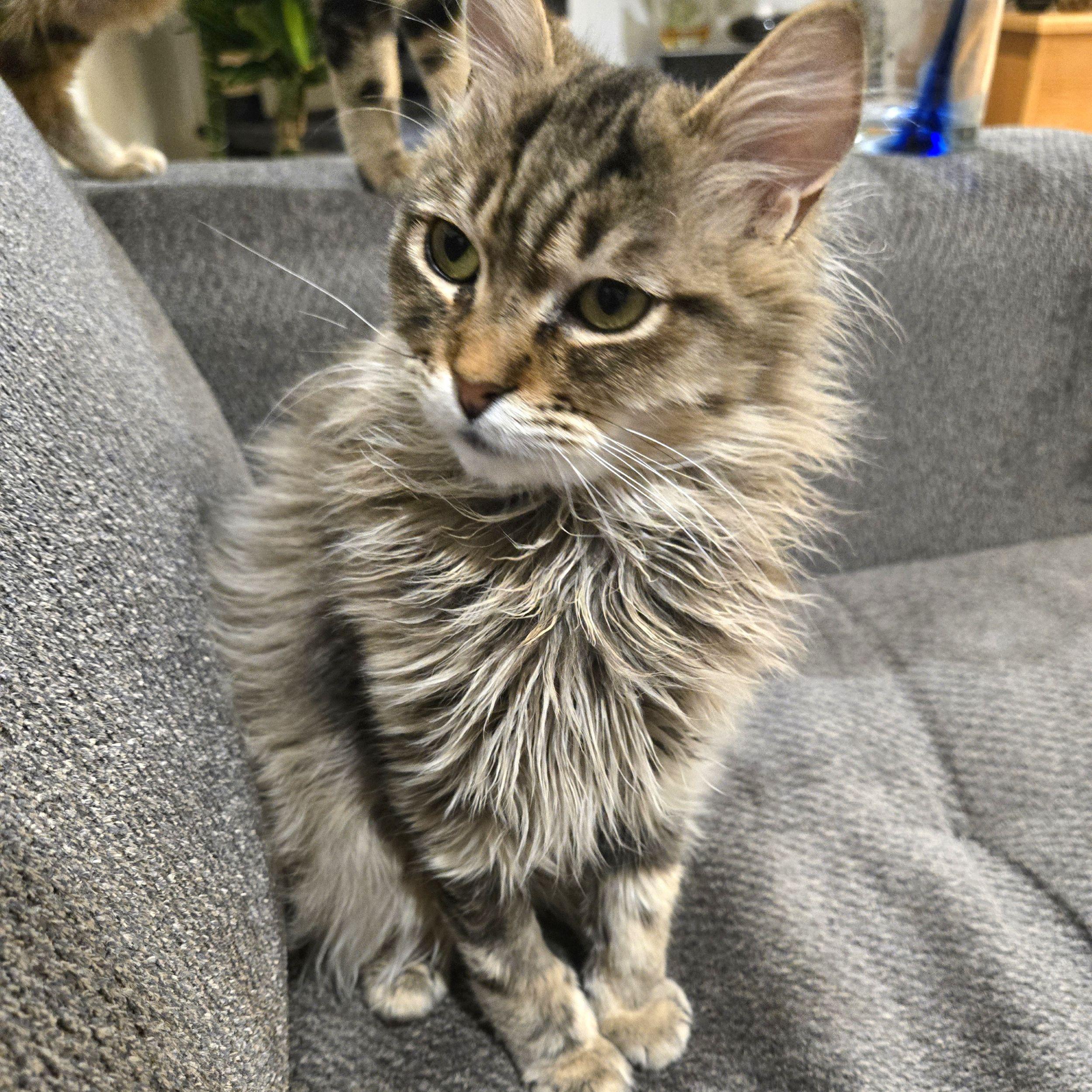 Benjamin, Adoptable, Young Male Domestic Medium Hair.
