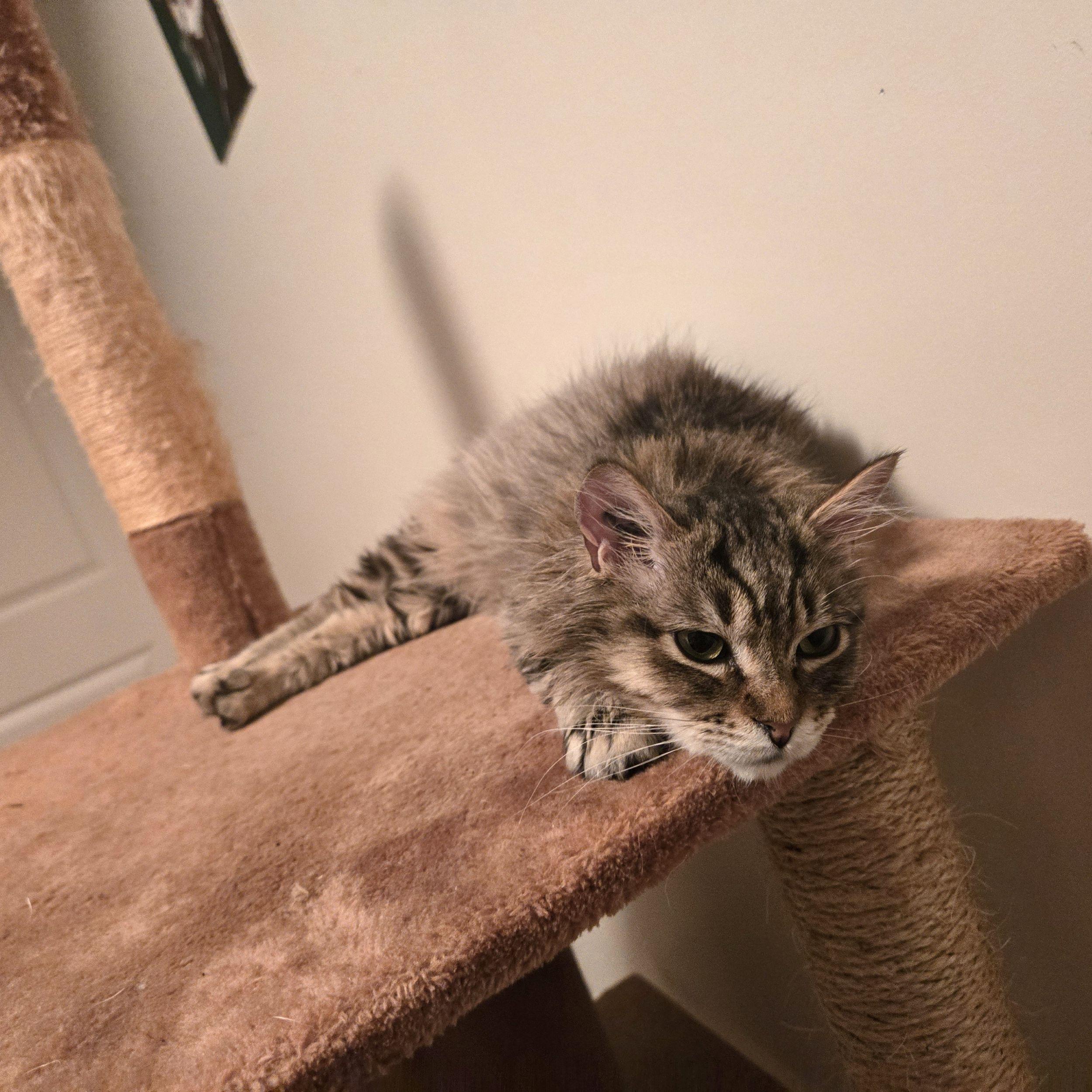 Benjamin, a Adoptable Domestic Medium Hair in Calgary, AB image 4/4