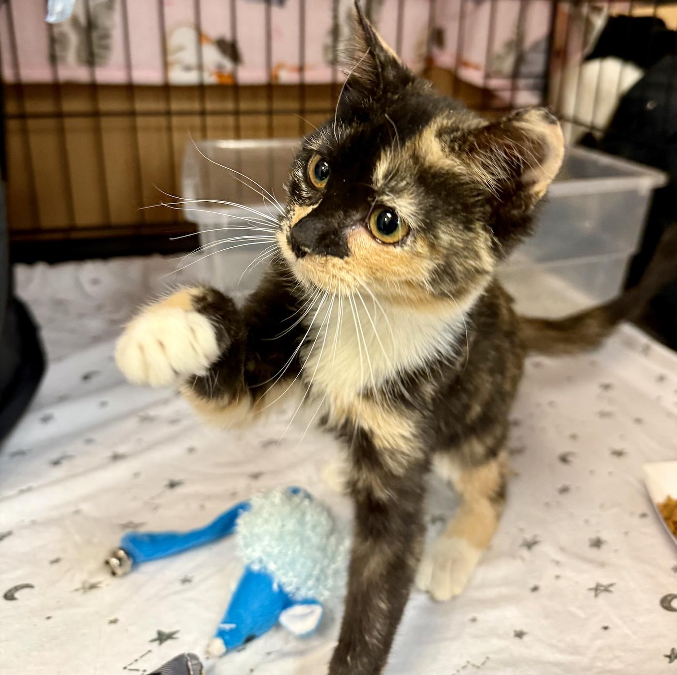 Mousie, Adoptable, Young Female Domestic Short Hair.