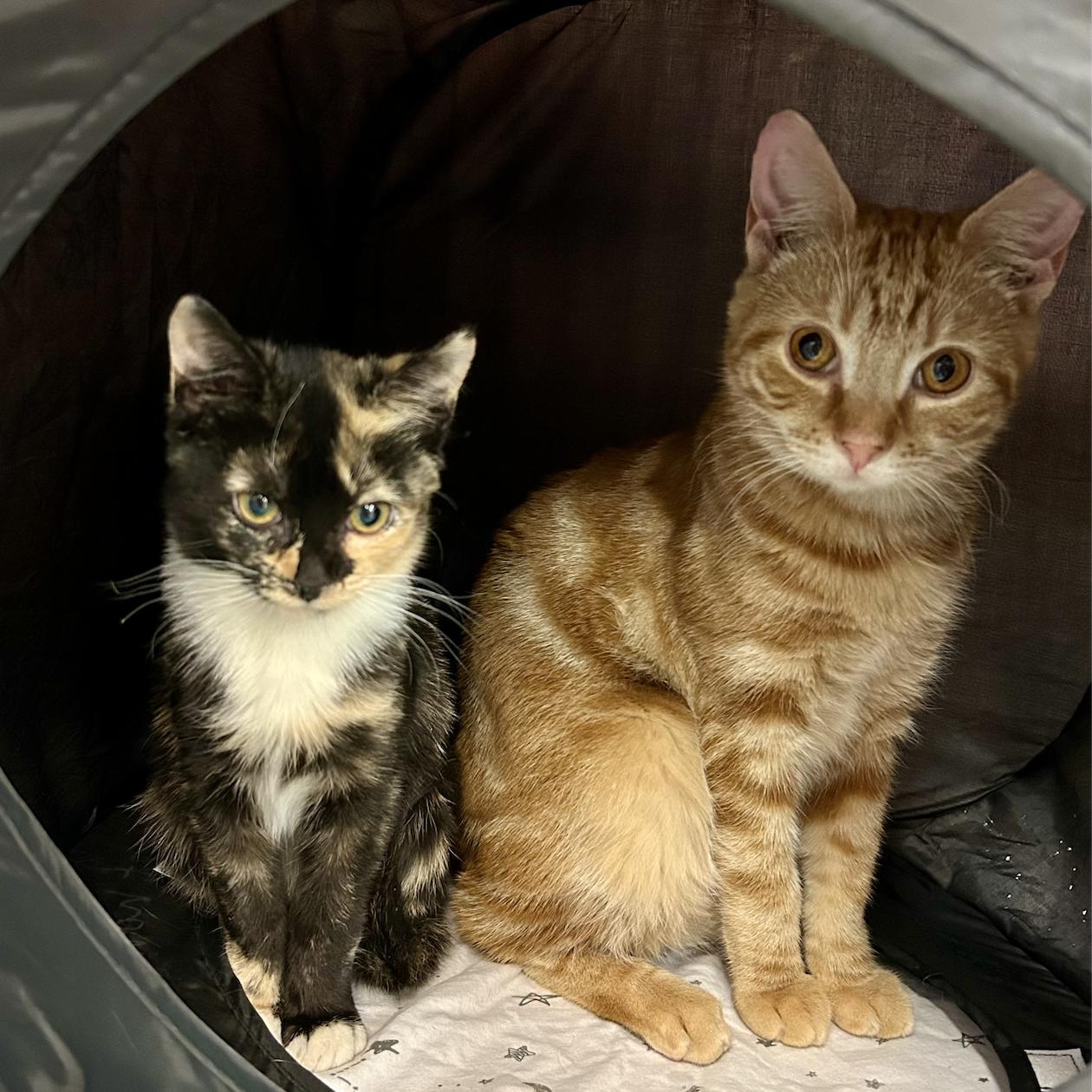 Enlarge MOUSIE (Bonded with Clawde), a Adoptable Domestic Short Hair in Flushing, NY image 2/3