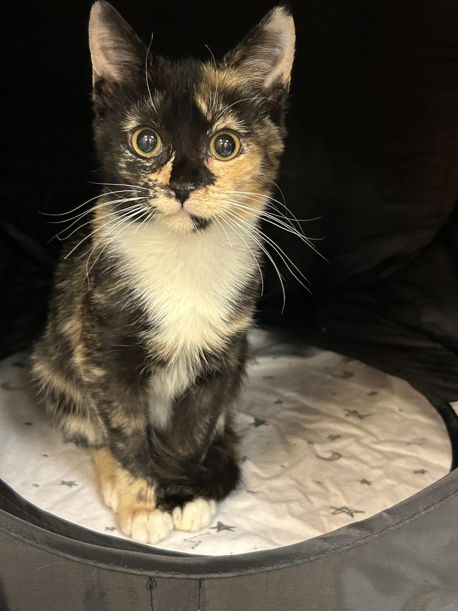 Enlarge MOUSIE (Bonded with Clawde), a Adoptable Domestic Short Hair in Flushing, NY image 3/3