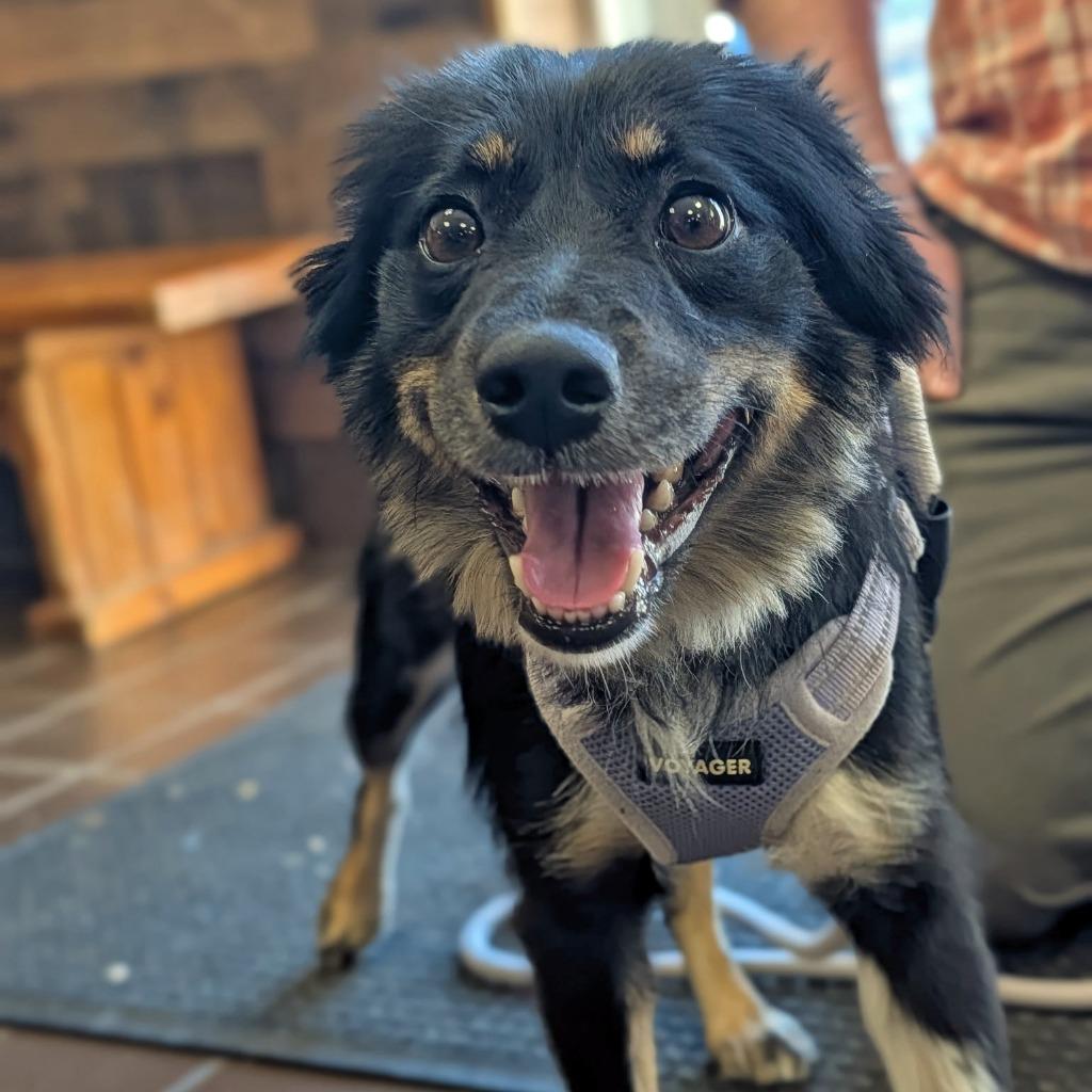 Enlarge Pop-Tart, a Adoptable mixed breed in Olean, NY image 1/3