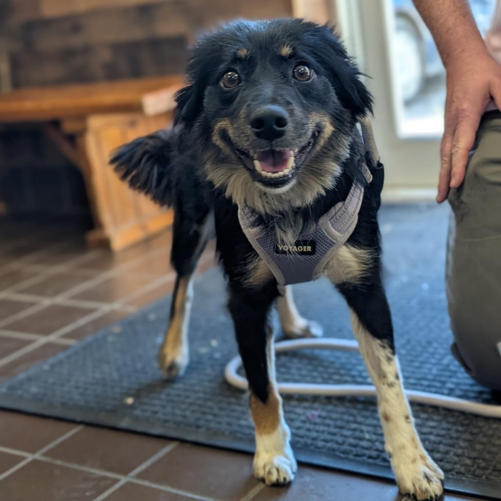 Enlarge Pop-Tart, a Adoptable mixed breed in Olean, NY image 2/3