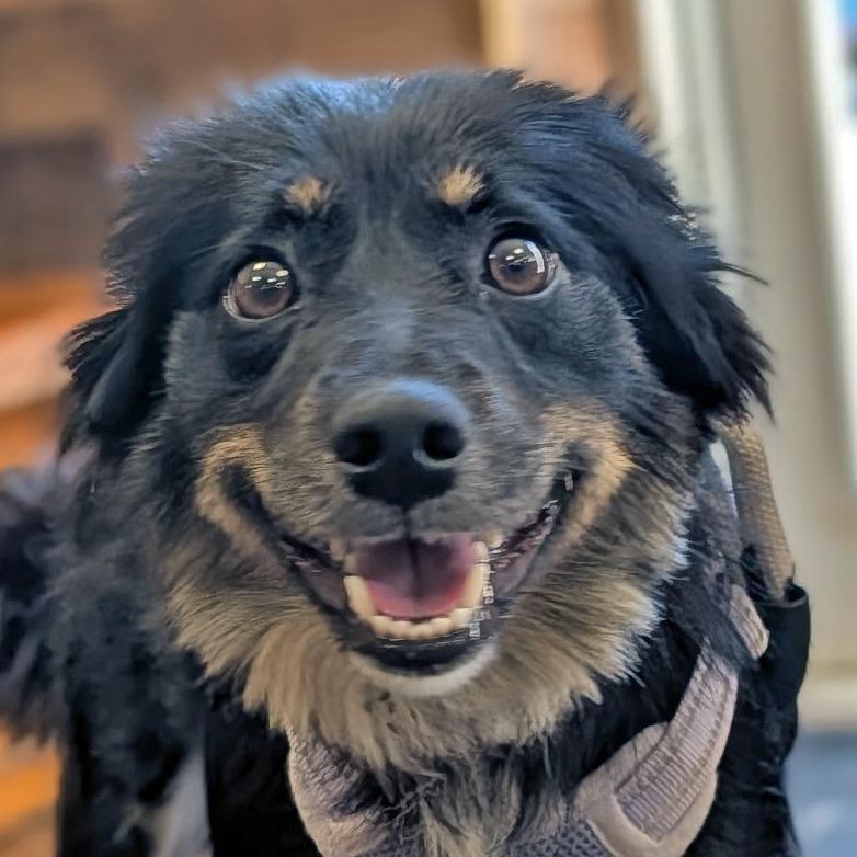 Enlarge Pop-Tart, a Adoptable mixed breed in Olean, NY image 3/3