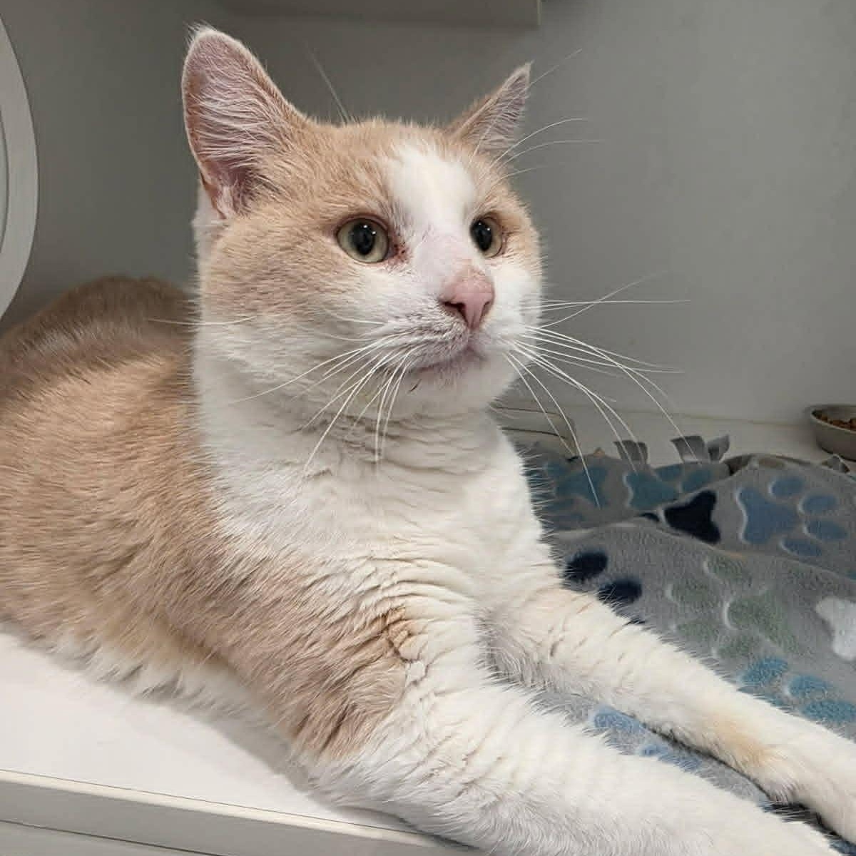 Enlarge Jupiter, a Adoptable American Shorthair in Danbury, CT image 1/3