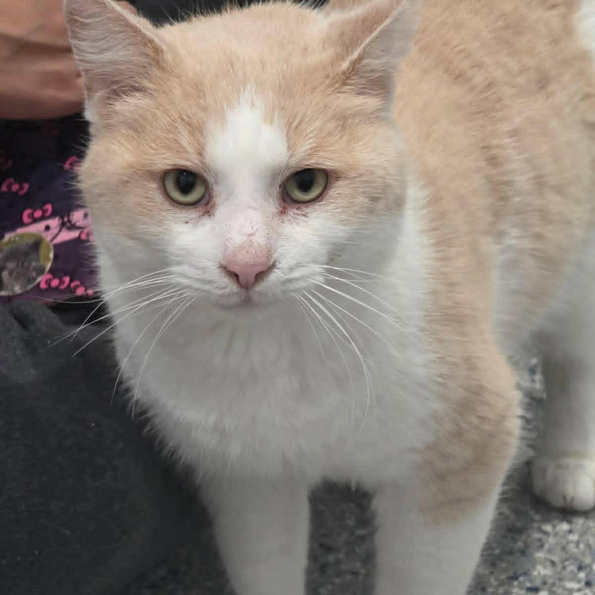 Enlarge Jupiter, a Adoptable American Shorthair in Danbury, CT image 2/3