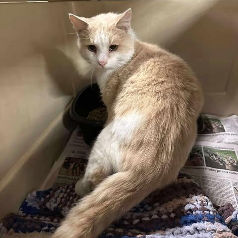 Enlarge Jupiter, a Adoptable American Shorthair in Danbury, CT image 3/3