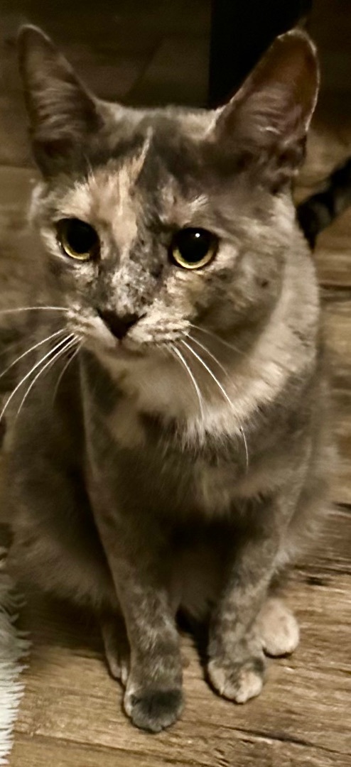 Lavender, a Adoptable Dilute Tortoiseshell in Lake Worth, FL image 2/5