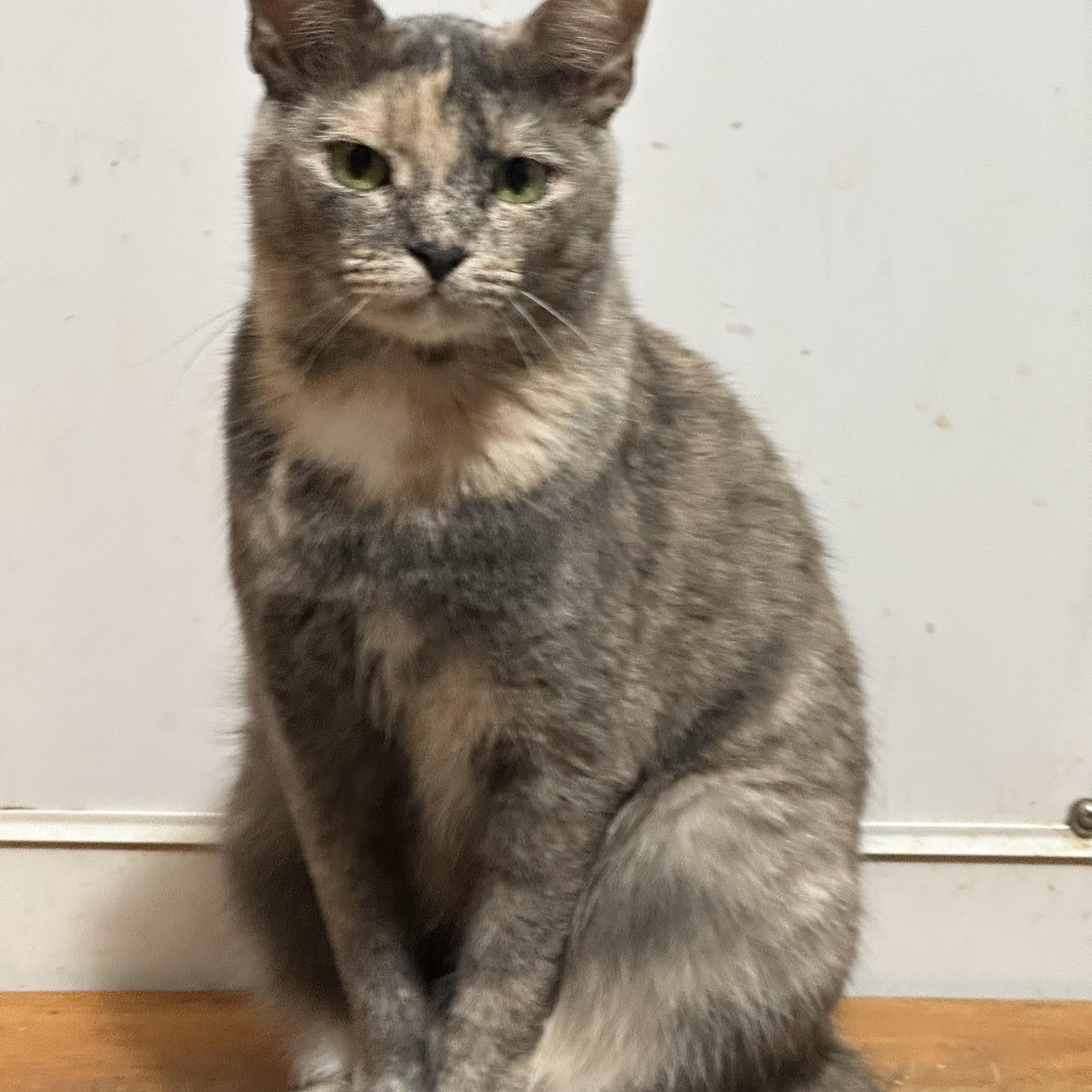 Lavender, a Adoptable Dilute Tortoiseshell in Lake Worth, FL image 5/5