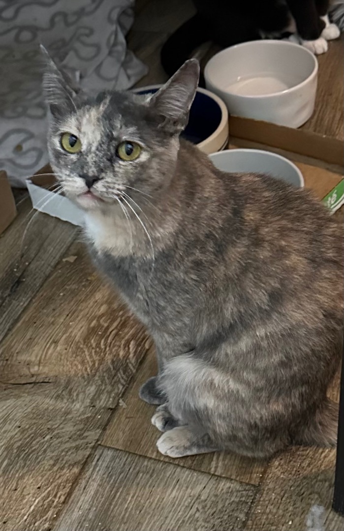 Lavender, a Adoptable Dilute Tortoiseshell in Lake Worth, FL image 3/5