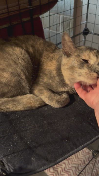 Enlarge Lavender, a Adoptable Dilute Tortoiseshell in Lake Worth, FL video 4/5