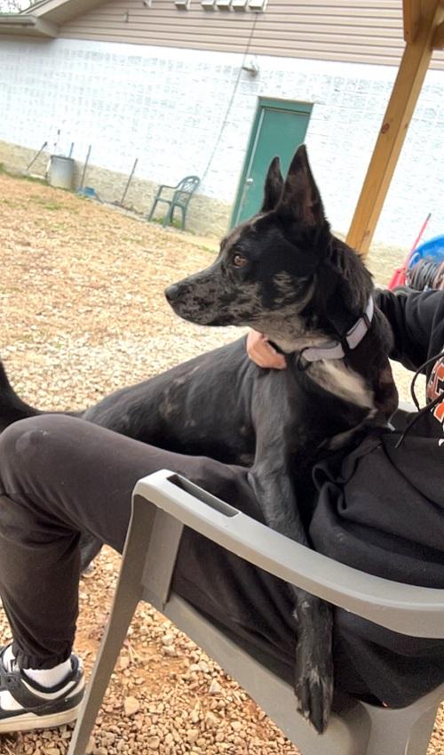 Enlarge STELLA LUNA, a ADOPTABLE mixed breed in Pegram, TN image 4/6